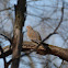 mourning dove