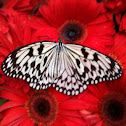 Paper Kite