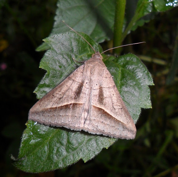 Spotting Image 1