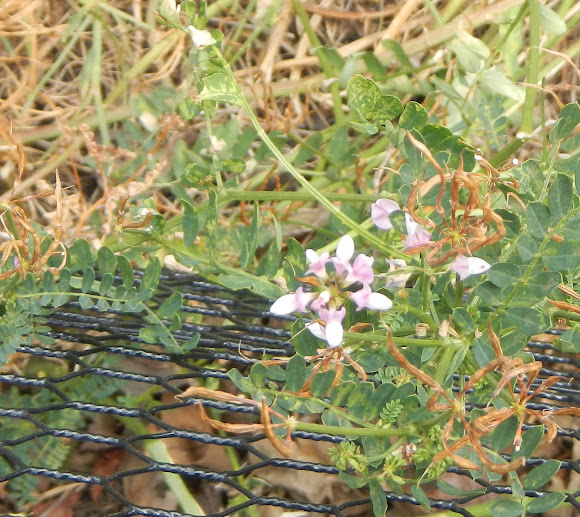Spotting Image 1