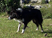 Simon Border Collie Extraviado
