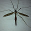 Crane fly