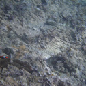 Tomato Anemonefish