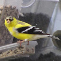 American Goldfinch