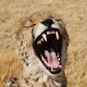 Cheetah