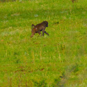 Chacma Baboon