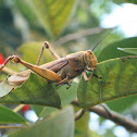 Grasshopper