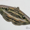 Owlet Moth