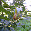 Bay Laurel