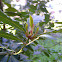 Bay Laurel