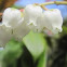 Lily of the Valley 