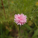 Cornflower