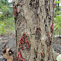 Fungus