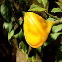 Gall