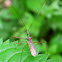 Assassin Bug
