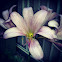 Belladonna Lilly