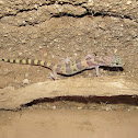 Western Banded Gecko