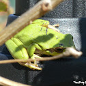 European tree frog