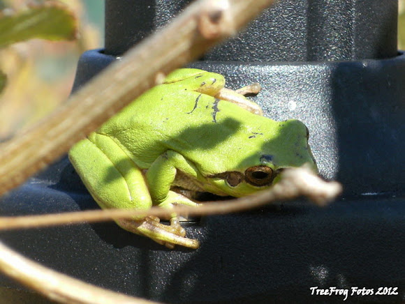 Spotting Image 1
