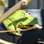 European tree frog