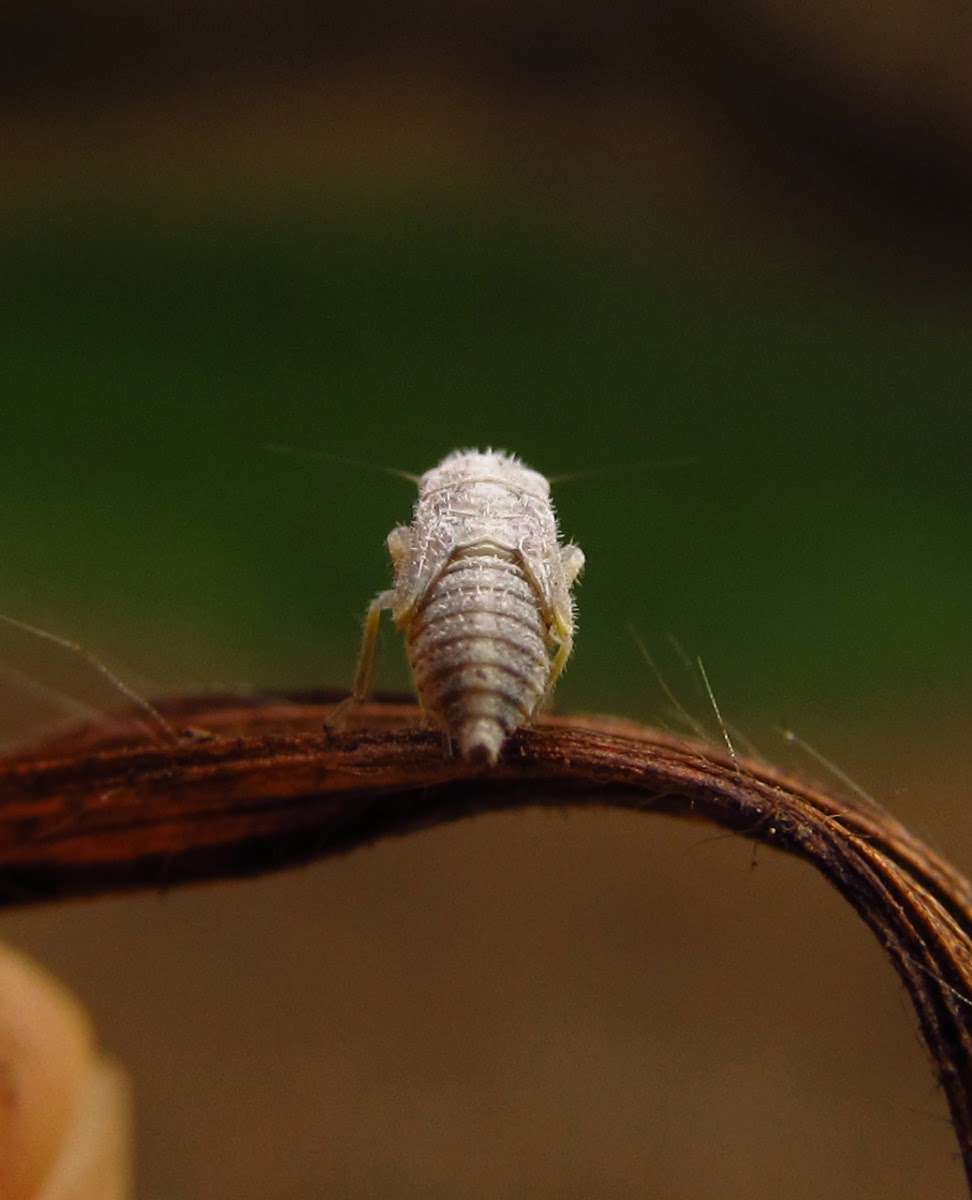 Saltamontes bebe