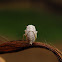 Saltamontes bebe