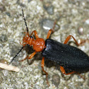 Soldier beetle