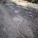 African Bush Elephant Tracks