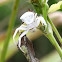 Crab Spider 