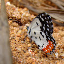 Red Pierrot