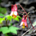 Wild Columbine 