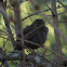 Blackbird