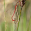 Small Red Damselfly