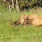 Elk(bull herd)