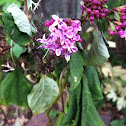 Rose Glorybower