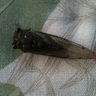 Cicada