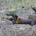 Western tanager