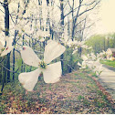 Flowering Dogwood