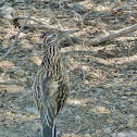 Greater Roadrunner