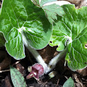 Wild Ginger