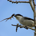 Gray kingbird