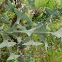 Coletia