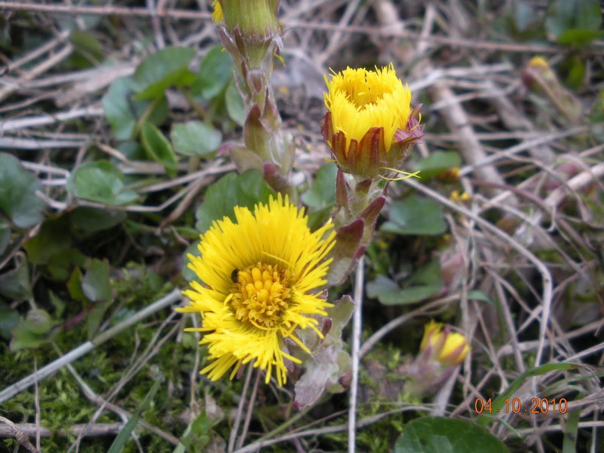 Coltsfoot