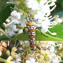 Ailanthus webworm moth
