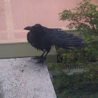 Crow