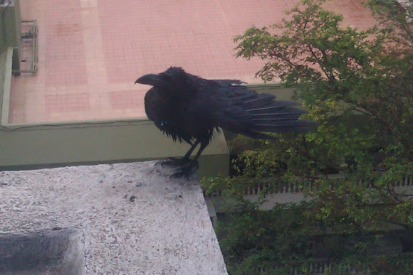 Spotting Image 1