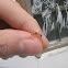 spider ant