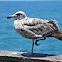 Western Gull
