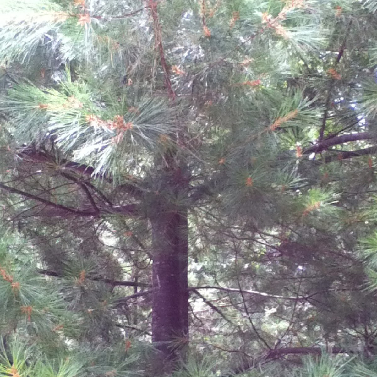 Eastern White Pine