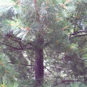 Eastern White Pine